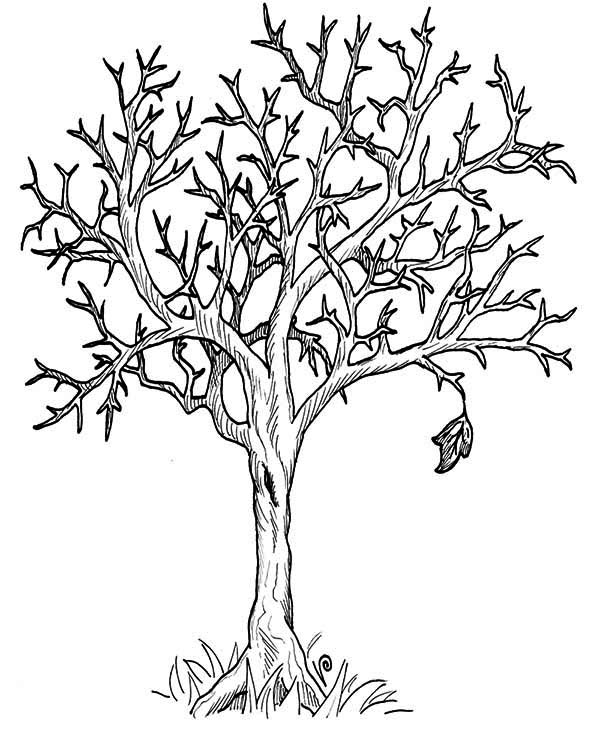 Fall Leaf, : Autumn Tree Without Leaves in Fall Leaf Coloring Page
