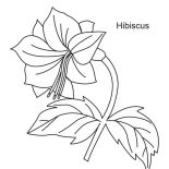 Hibiscus Flower, Beautiful Hibiscus Flower Coloring Page: Beautiful Hibiscus Flower Coloring Page