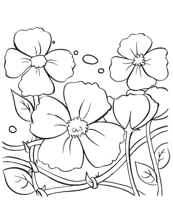 Hibiscus Flower, : Beautiful Poppy Flower Coloring Page