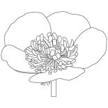 Hibiscus Flower, Buttercup Flower Coloring Page: Buttercup Flower Coloring Page