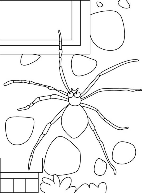 Spider, : Flat Spider from Above Coloring Page