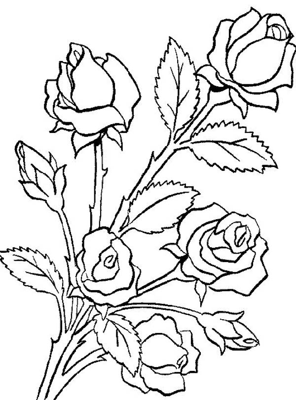 Flower Bouquet, : Flower Bouquet is Made of Roses Coloring Page