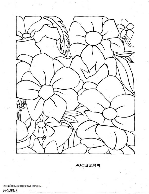 Hibiscus Flower, : Freesia Flower Coloring Page