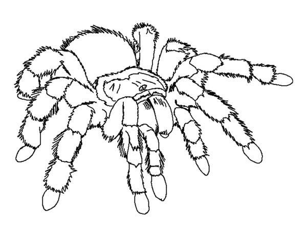 Spider, : Giant Tarantula Spider Coloring Page