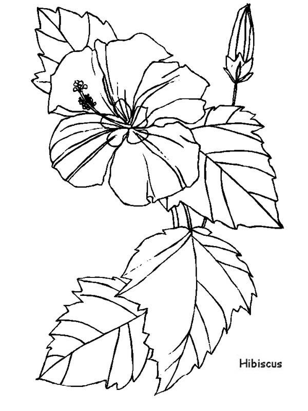Hibiscus Flower, : Hibiscus Flower for Flower Arrangement Coloring Page