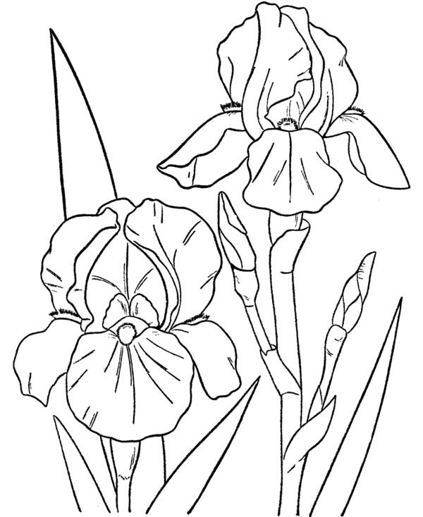 Hibiscus Flower, : Orchid Flower Coloring Page