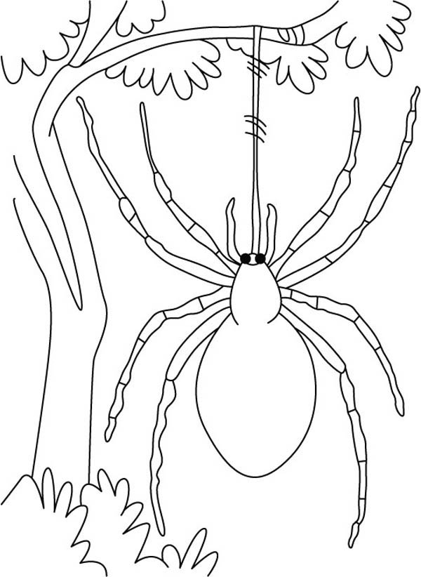 Spider, : Spider Hang on Spider Web in the Jungle Coloring Page