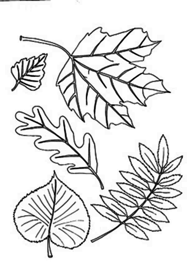 Fall Leaf, : Type of Aurumn Fall Leaf Coloring Page