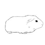 Guinea Pig, Awesome Guinea Pig Coloring Page: Awesome Guinea Pig Coloring Page
