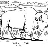 Bison, B Is For Bison Coloring Page: B is for Bison Coloring Page