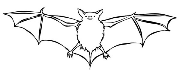 Bats, : Bats Picture Coloring Page