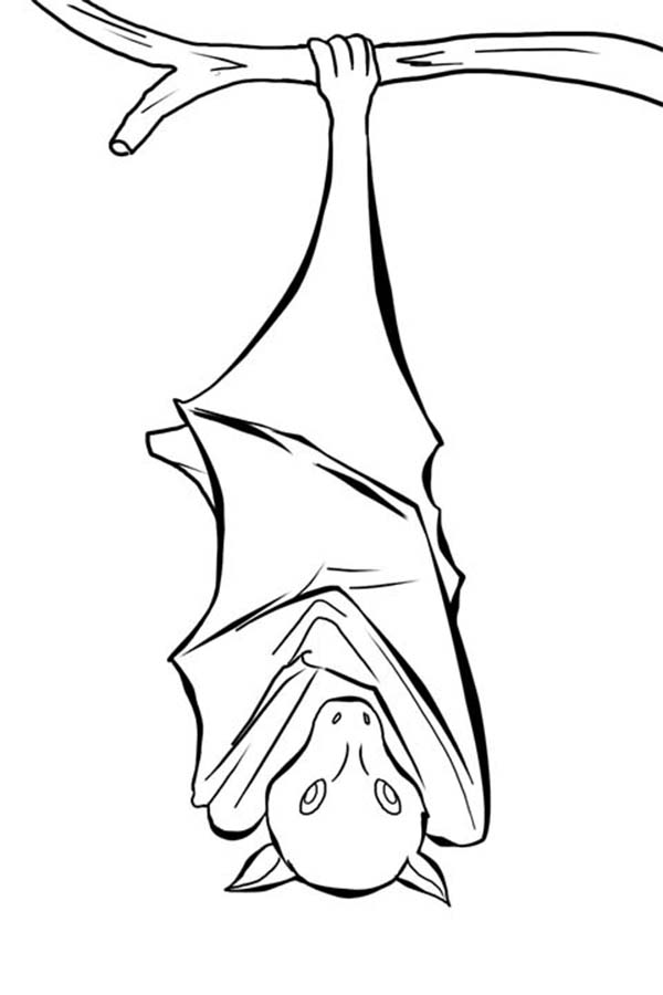 Bats, : Bats Sleeping Coloring Page