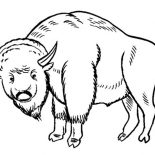 Bison, Bison Coloring Page For Kids: Bison Coloring Page for Kids
