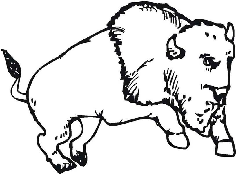 Bison, : Bison Running Wild Coloring Page