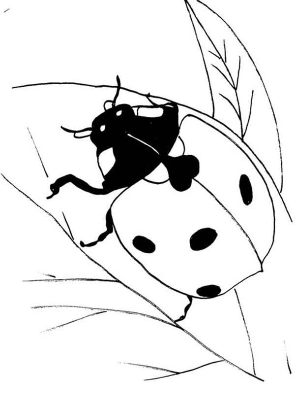 Lady Bug, : Black Lady Bug Coloring Page