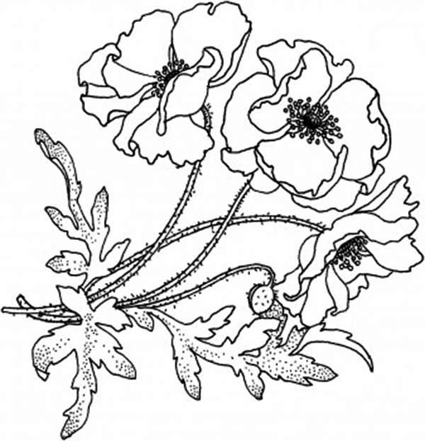 Poppy, : Blooming Golden Poppy Coloring Page