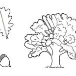 Oak Tree, Drawing Of An Oak Tree Leaf And Fruit Coloring Page: Drawing of an Oak Tree Leaf and Fruit Coloring Page