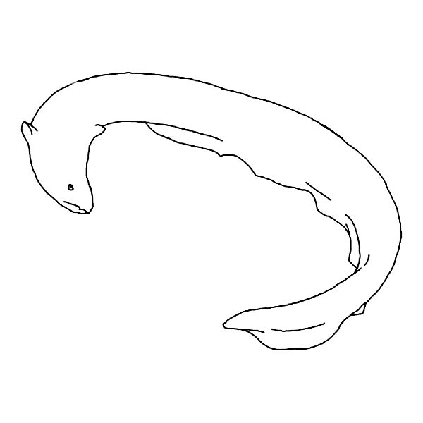 Eel, : Electric Eel Outline Coloring Page