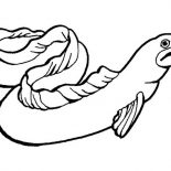 Eel, European Conger Eel Coloring Page: European Conger Eel Coloring Page