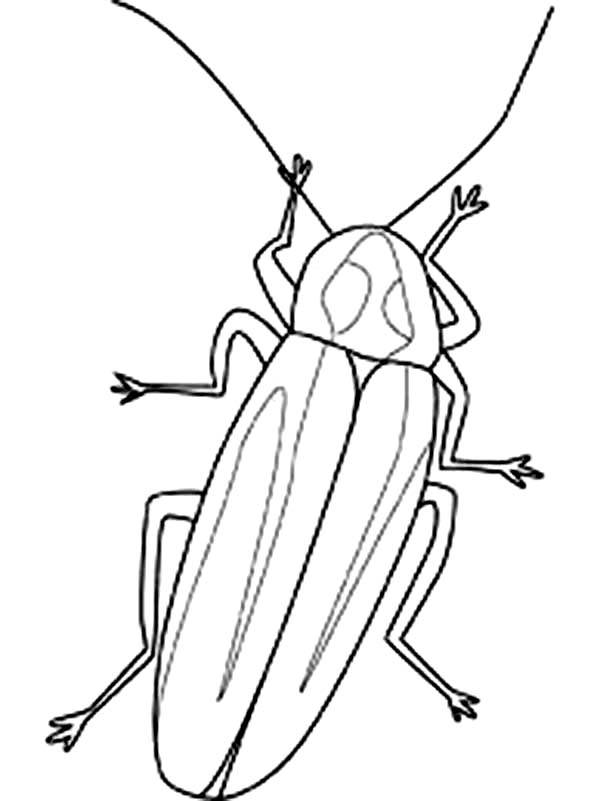 Firefly, : Firefly Image Coloring Page