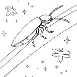 Firefly, Firefly Shining In The Night Coloring Page: Firefly Shining in the Night Coloring Page