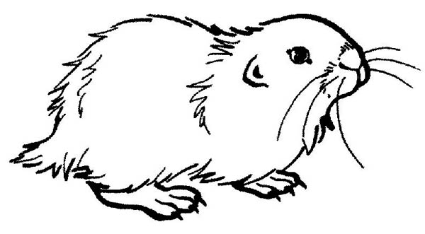 Guinea Pig, : Guinea Pig Coloring Page