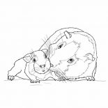 Guinea Pig, Guinea Pig Mother And Baby In Guinea Pig Coloring Page: Guinea Pig Mother and Baby in Guinea Pig Coloring Page