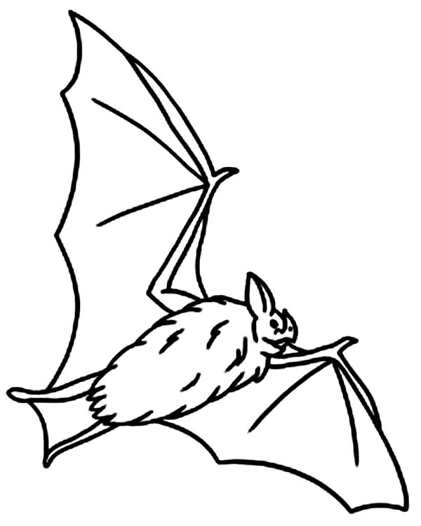 Bats, : Hungry Bats Coloring Page