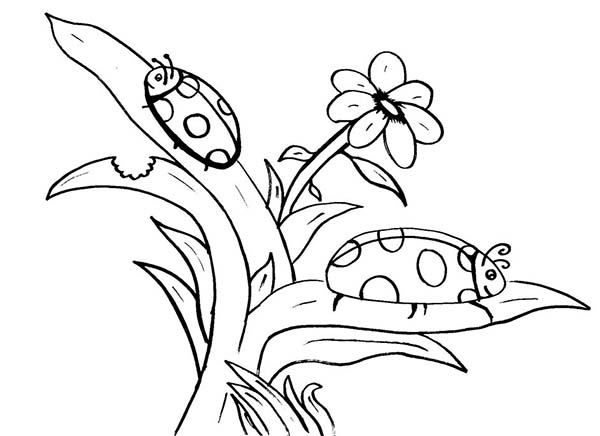 Lady Bug, : Lady Bug Find His Mate Coloring Page