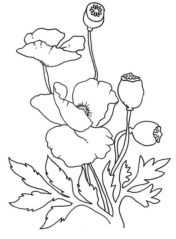 Poppy, : Lovely Poppy Drawing Coloring Page