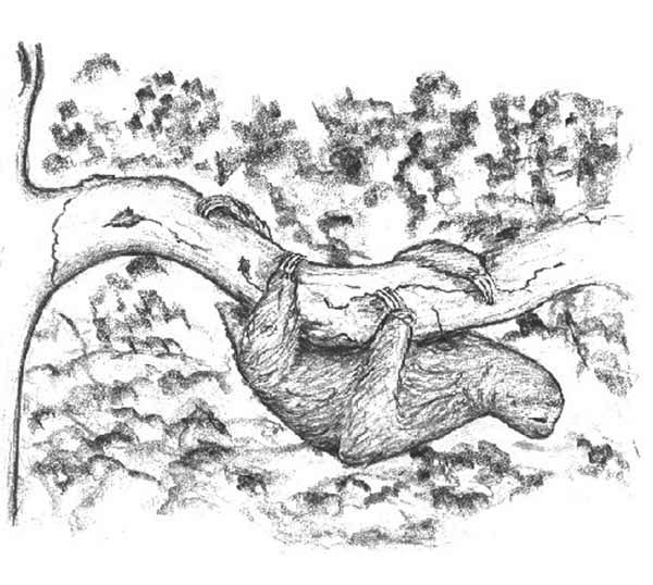 Sloth, : Pencil Sketch of Sloth Coloring Page