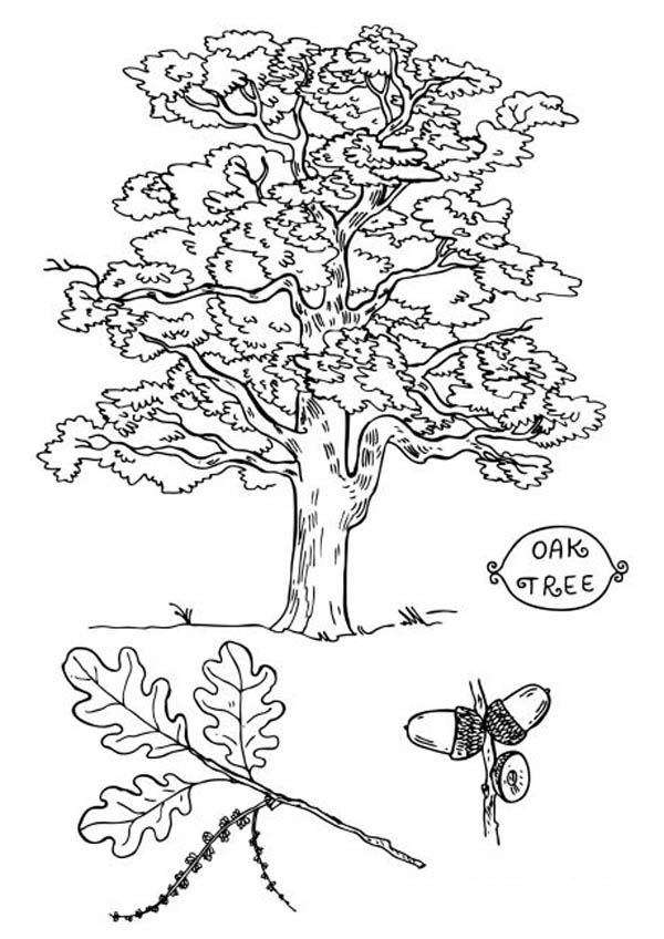 Oak Tree, : Picture of an Oak Tree Coloring Page