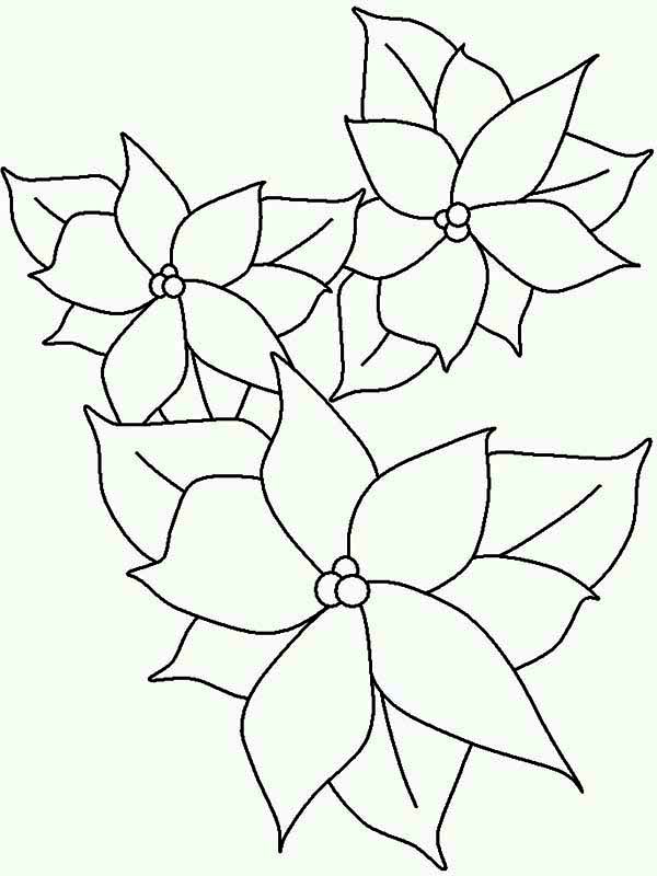 Poinsettia, : Poinsettia Outline Coloring Page