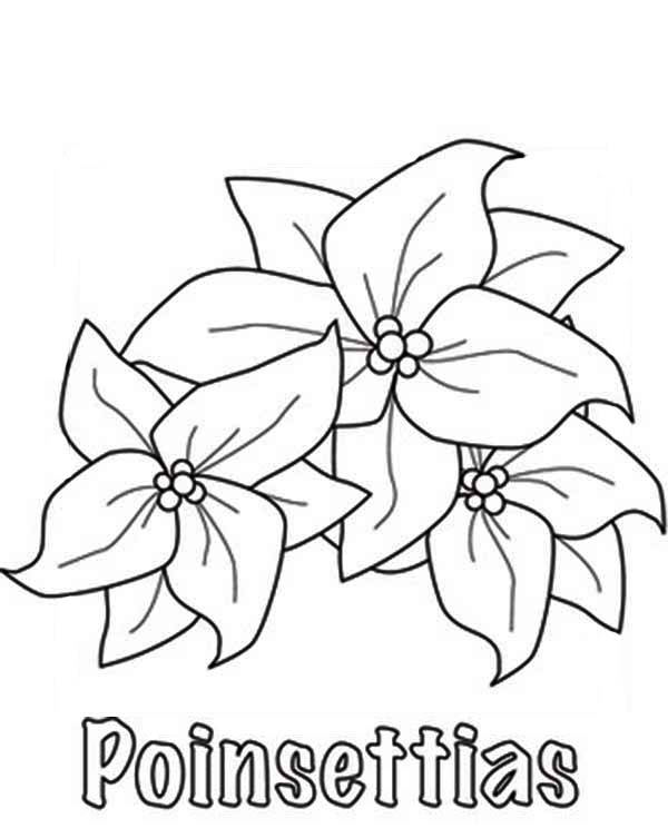 Poinsettia, : Poinsettia Picture Coloring Page