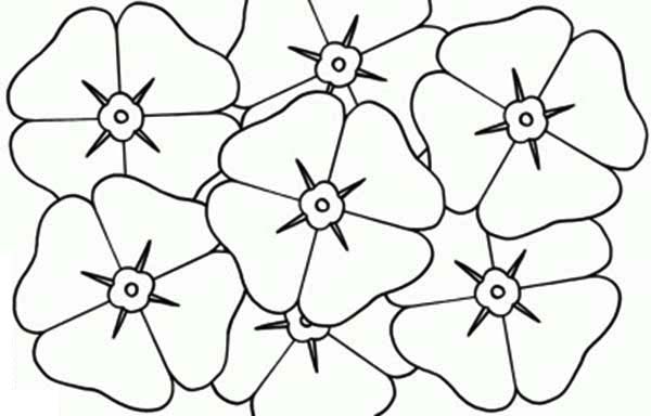 Poppy, : Poppy for Flower Arrangement Coloring Page