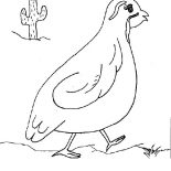 Quail, Quail Wander Around Coloring Page: Quail Wander Around Coloring Page