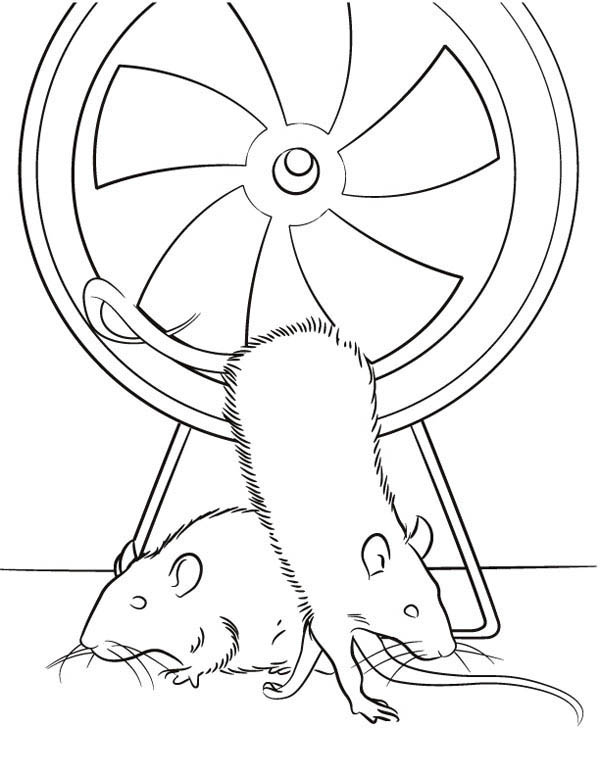 Guinea Pig, : Rat Exercise in Guinea Pig Coloring Page