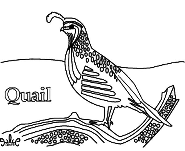 Quail, : Realistic Drawing of Quail Coloring Page