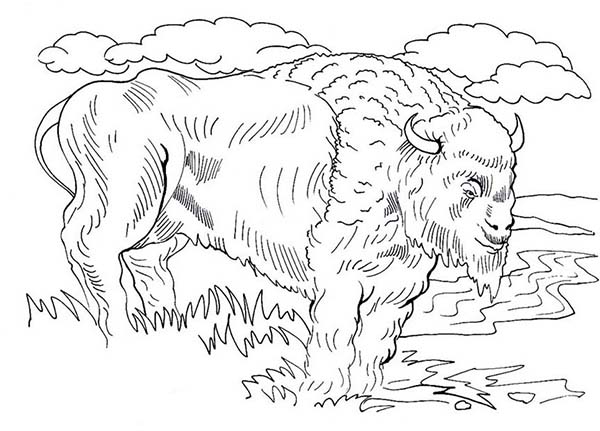 Bison, : Realistic Picture of Bison Coloring Page