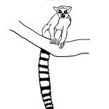 Lemur, Ring Tailed Lemur On The Tree Branch Coloring Page: Ring Tailed Lemur on the Tree branch Coloring Page