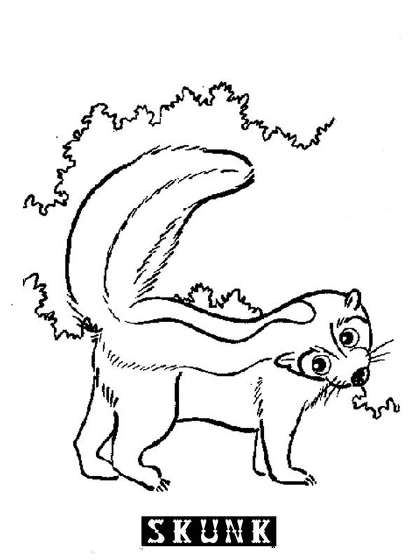 Skunk, : S is for Skunk Coloring Page