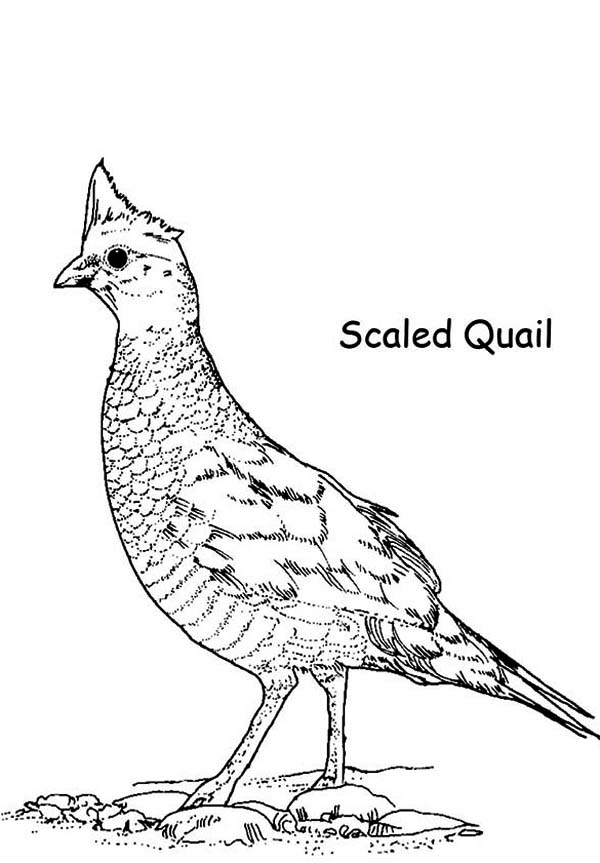 Quail, : Scaled Quail Coloring Page
