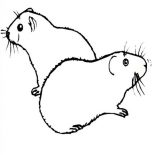 Guinea Pig, Two Guinea Pig Coloring Page: Two Guinea Pig Coloring Page