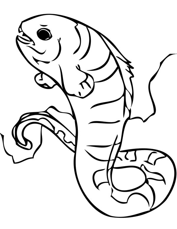 Eel, : Wolf Eel Picture Coloring Page