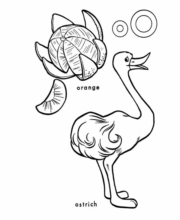 Ostrich, : An Ostrich and An Orange Coloring Page