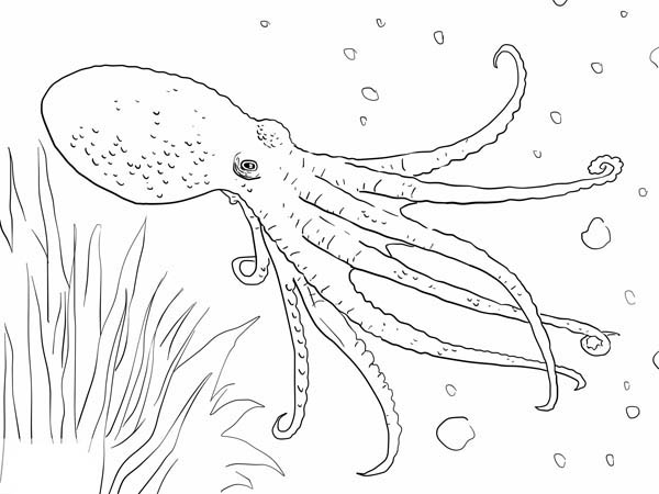Octopus, : Octopus Swim Under the Sea Coloring Page