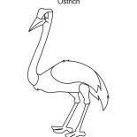 Ostrich, Ostrich Bird Coloring Page: Ostrich Bird Coloring Page