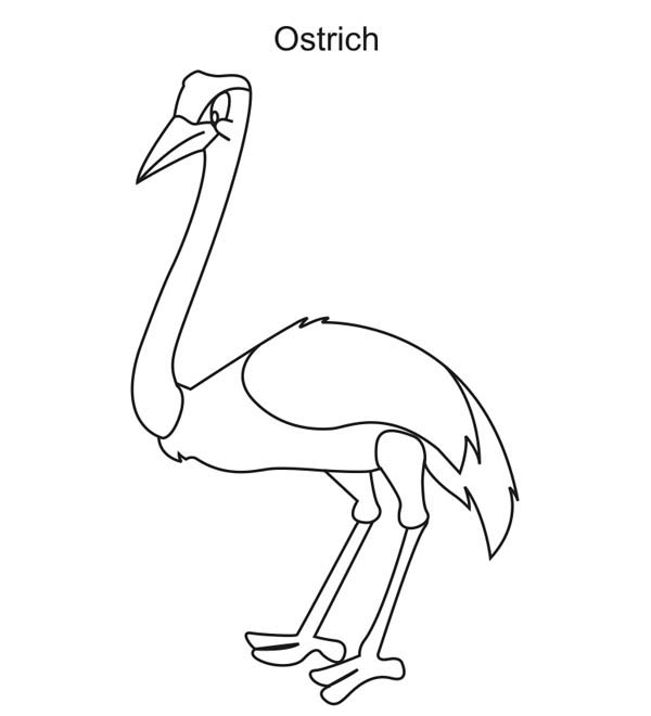 Ostrich, : Ostrich Bird Coloring Page