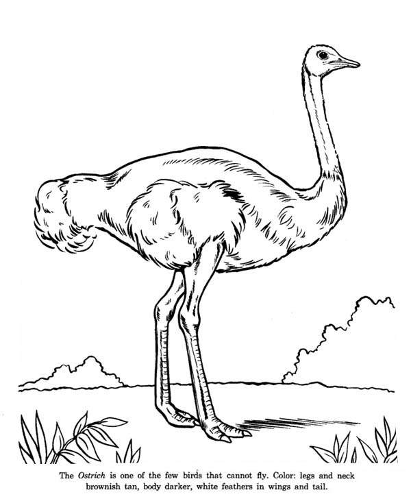 Ostrich, : Ostrich is Cannot Fly Bird Coloring Page