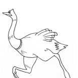 Ostrich, The Largest Bird Ostrich Coloring Page: The Largest Bird Ostrich Coloring Page